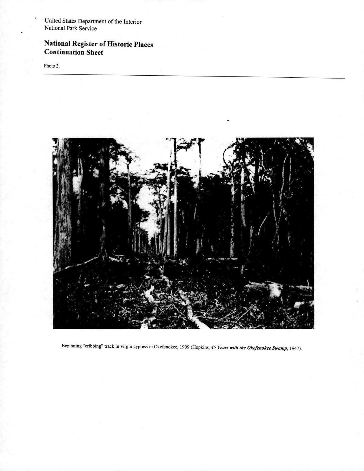 Photo 3: Beginning “cribbing” track in virgin cypress in Okefenokee, 1909 (Hopkins, 45 Years with the Okefenokee Swamp, 1947).