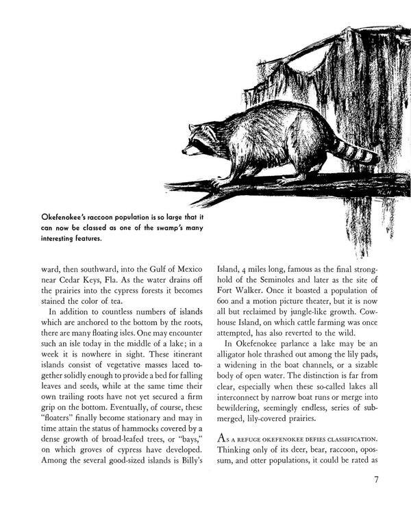 Okefenokee’s raccoon population is so large that it can now be classed as one of the swamp’s many interesting features.