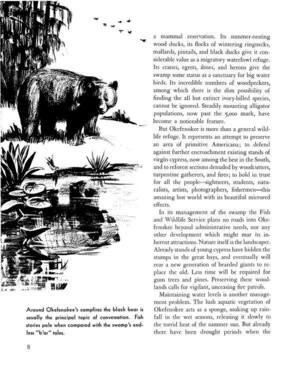 [Around Okefenokee’s campfires the black bear is usually the principal topic of conversation. Fish stories pale when compared with the swamp’s endless “b’ar” tales.]