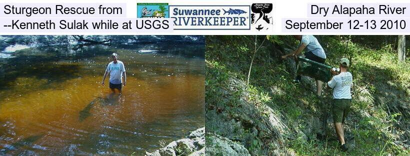 Sturgeon Rescue from Dry Alapaha River --Kenneth Sulak while at USGS, September 12-13 2010