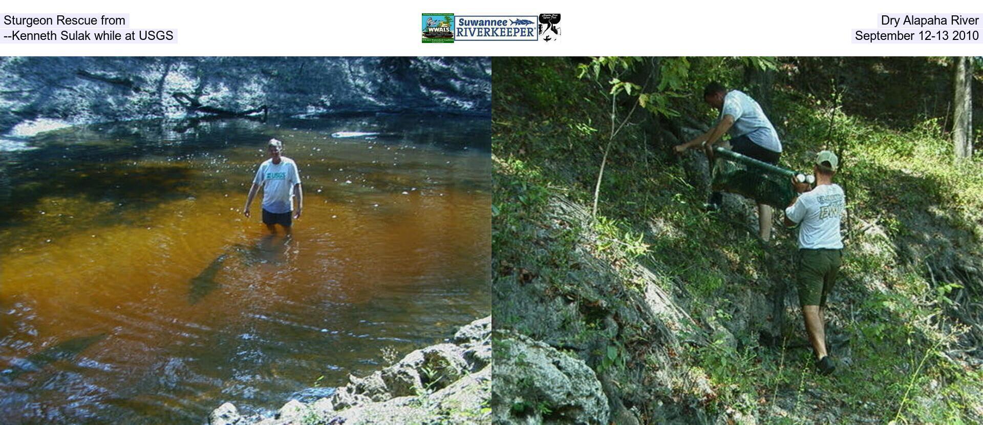 [Sturgeon Rescue from Dry Alapaha River --Kenneth Sulak while at USGS, September 12-13 2010]