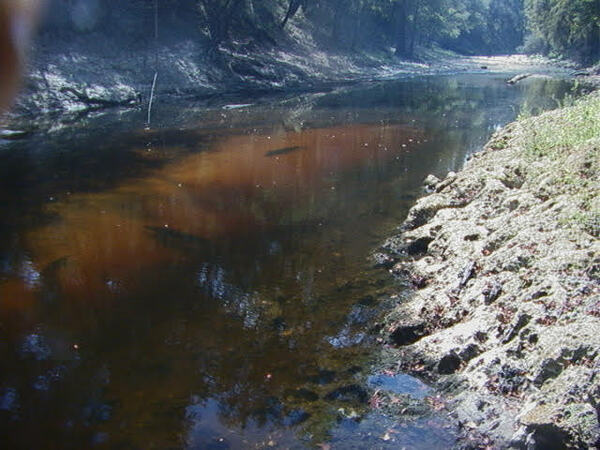 Pool with two large sturgeon visible 2025-09-12 --Ken Sulak