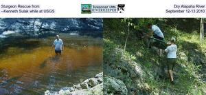 [Sturgeon Rescue from Dry Alapaha River --Kenneth Sulak while at USGS, September 12-13 2010]
