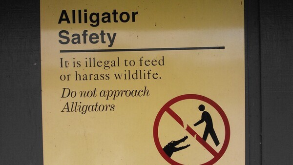Alligator Safety
