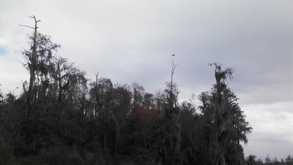 High bird