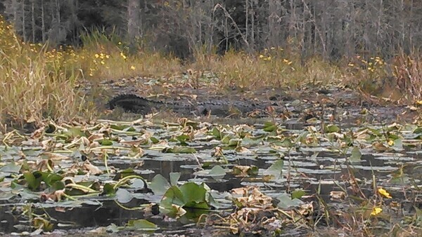 [Gator]