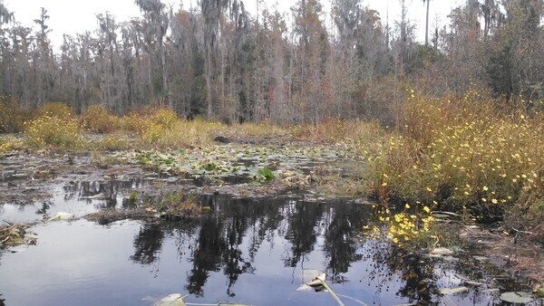 Gator context