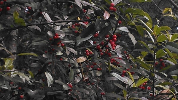 [Possumhaw, Swamp Holly, Ilex decidua]