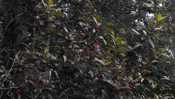 Possumhaw context