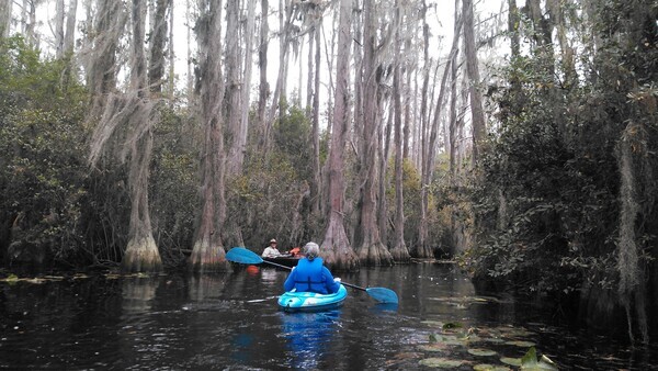 [Middle Fork Suwannee River]