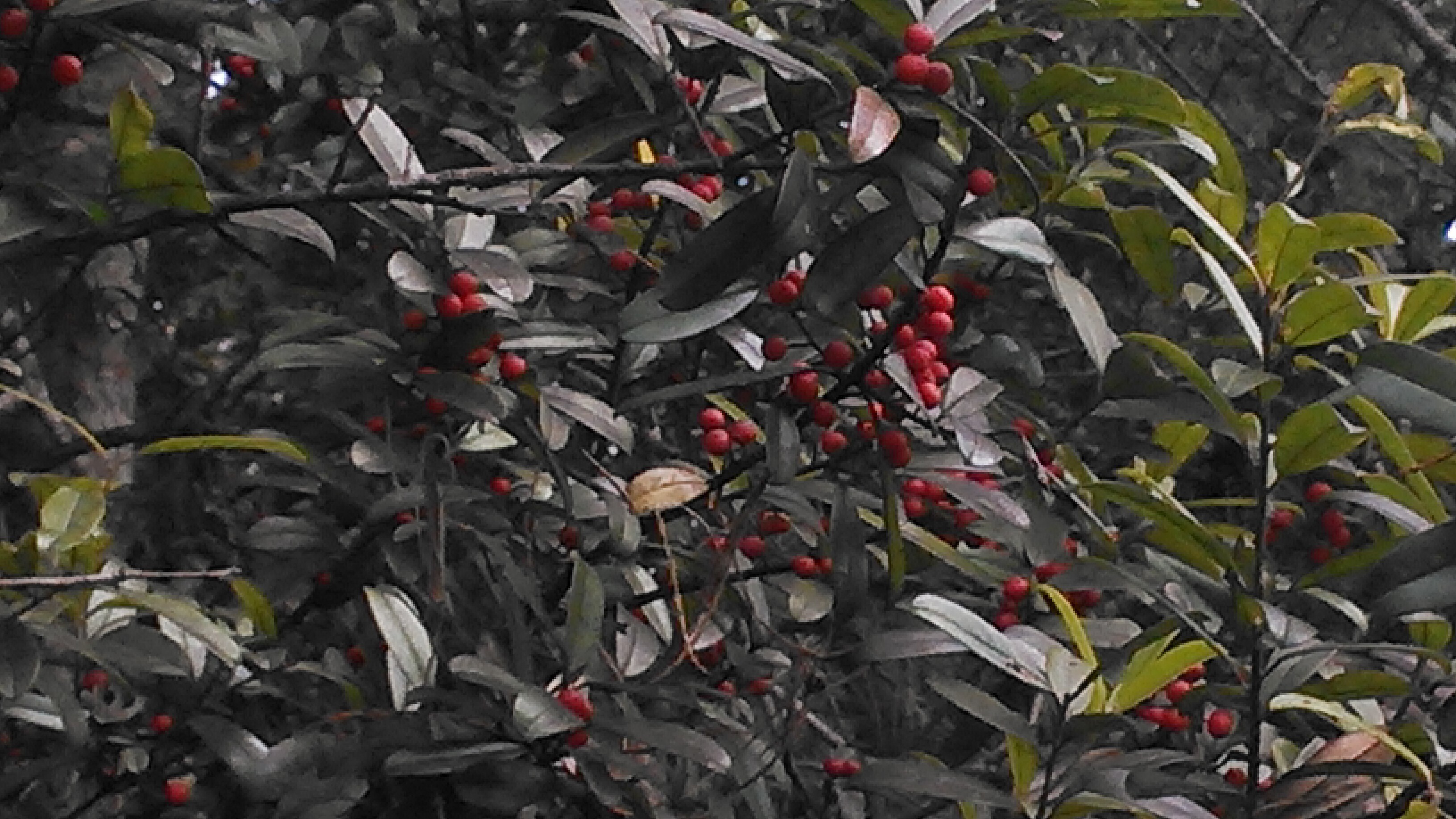 Possumhaw, Swamp Holly, Ilex decidua