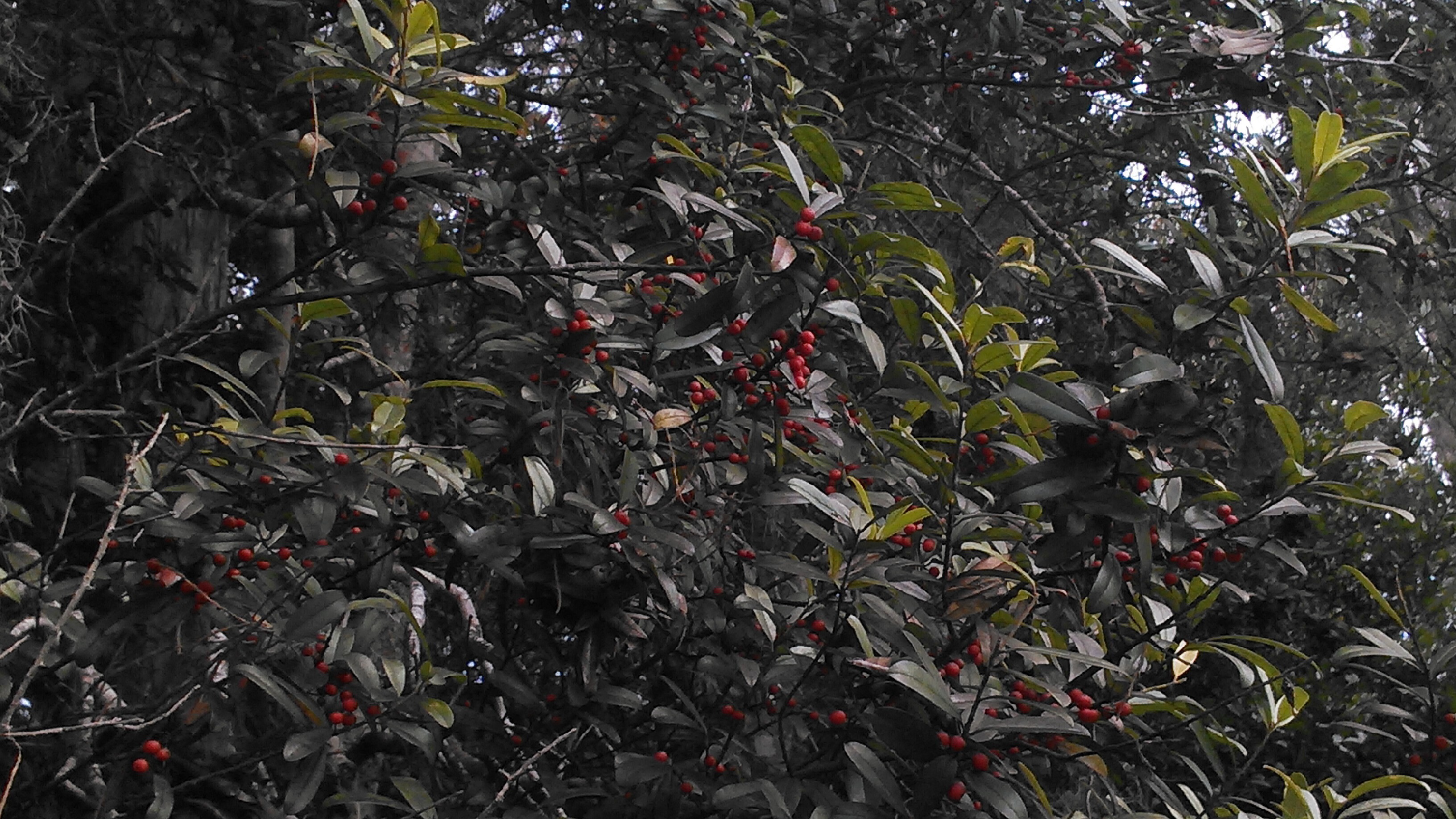 Possumhaw context