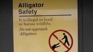 [Alligator Safety]