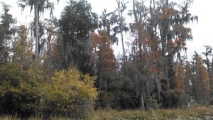 [Cypress]