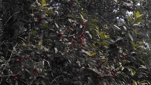 [Possumhaw context]