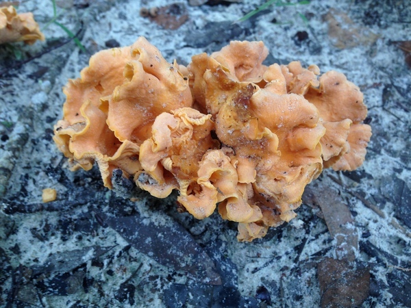 [Phaeotremella foliacea, a fungus parasitic on the mycelium of Stereum sanguinolentum, a fungus that grows on dead attached and recently fallen branches of conifers, --GQ C2 08:34:10, 31.0448944, -83.0448611]