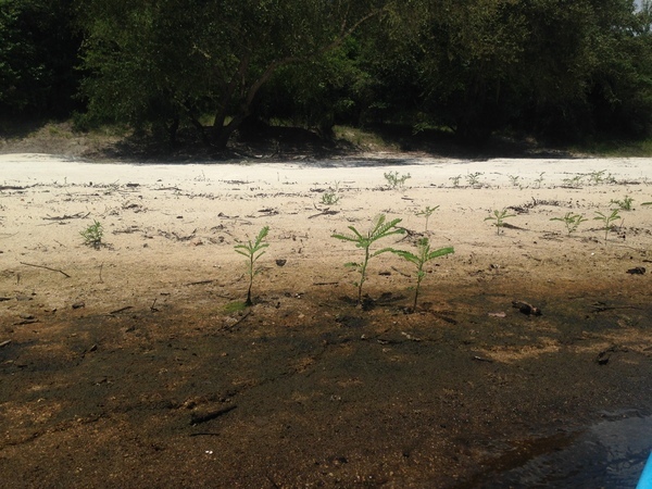 [Weeds on sand bank, --GQ C2 14:18:40, 30.9752472, -83.0337528]