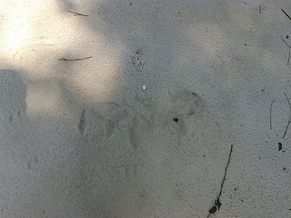 [Bird Tracks, --jsq 10:53:50, 31.0171413, -83.0324783]