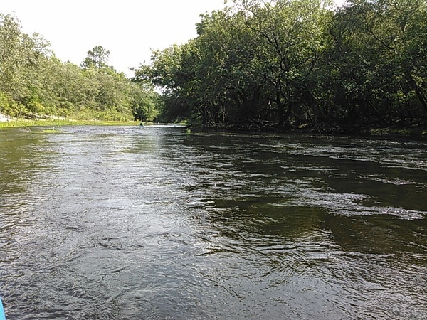 [Trees at Cherry Creek, --jsq 16:05:06, 30.9396896, -83.0426636]