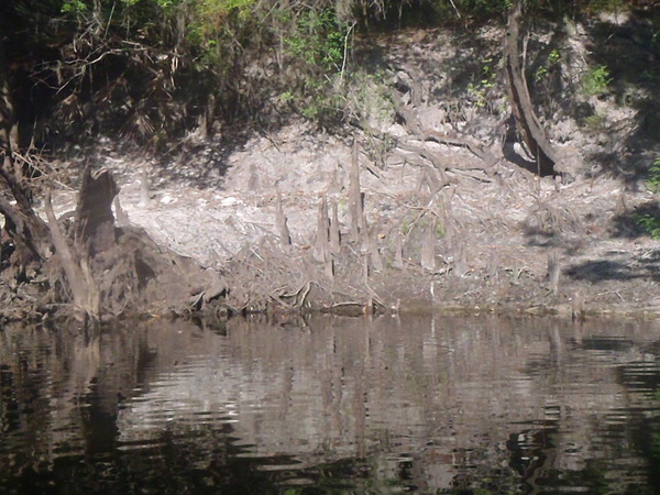 [Cypress knees --GQ C1, 08:49:56]