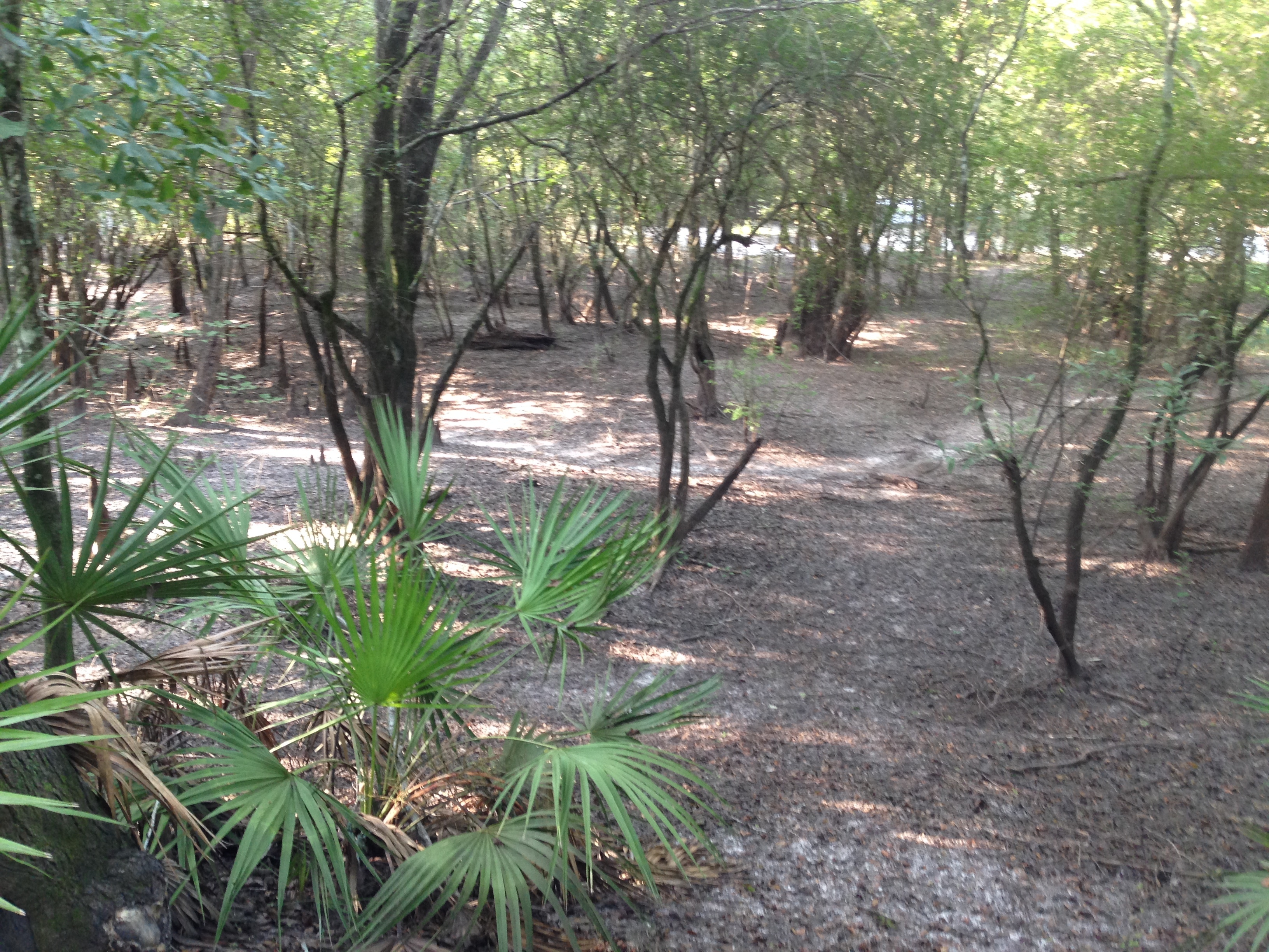 Palmettos, Paffords Landing, --GQ C2 08:50:16, 31.0424944, -83.0438472