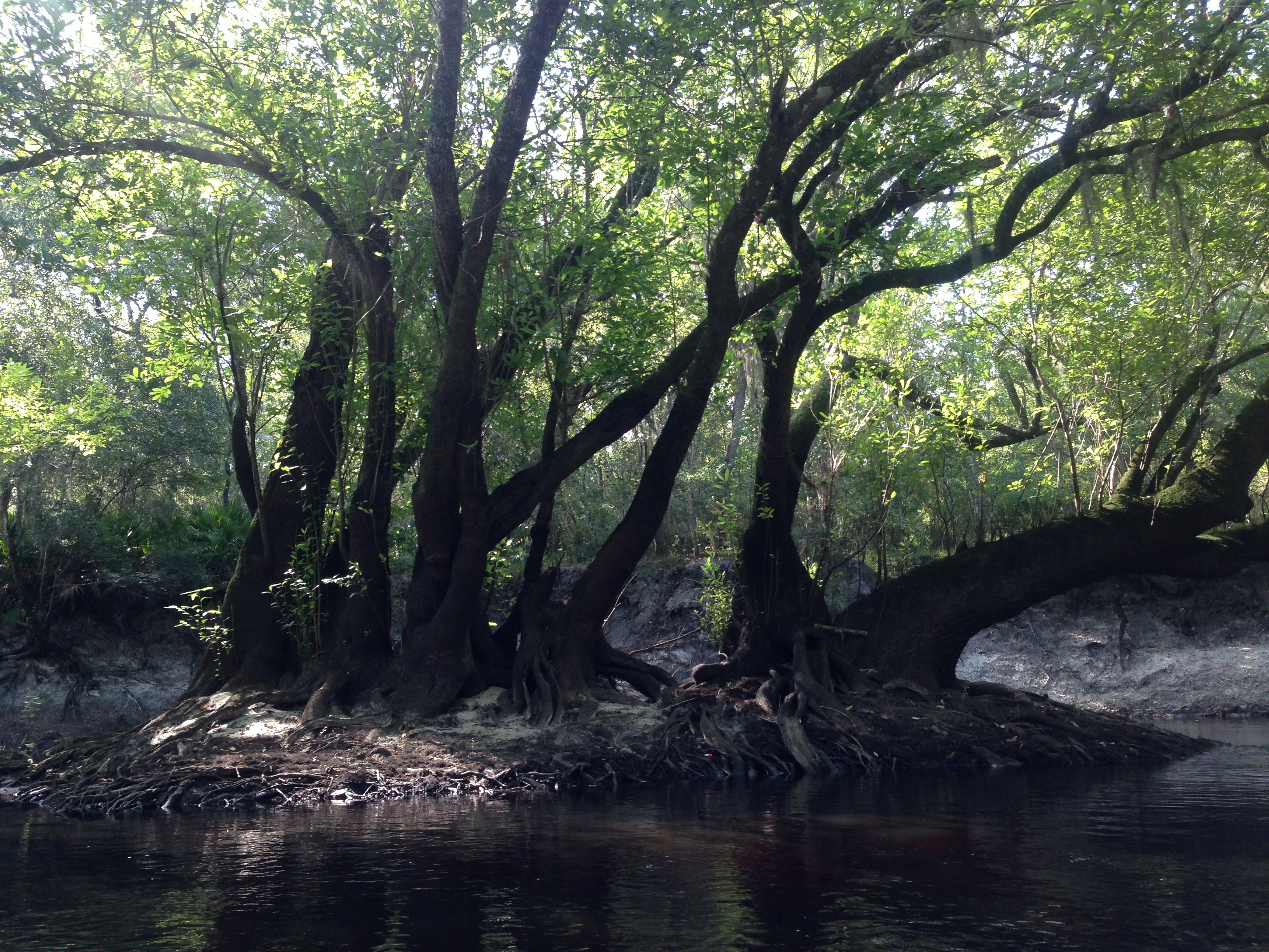 Impressive trees, --GQ C2 09:49:05, 31.0261528, -83.0471417