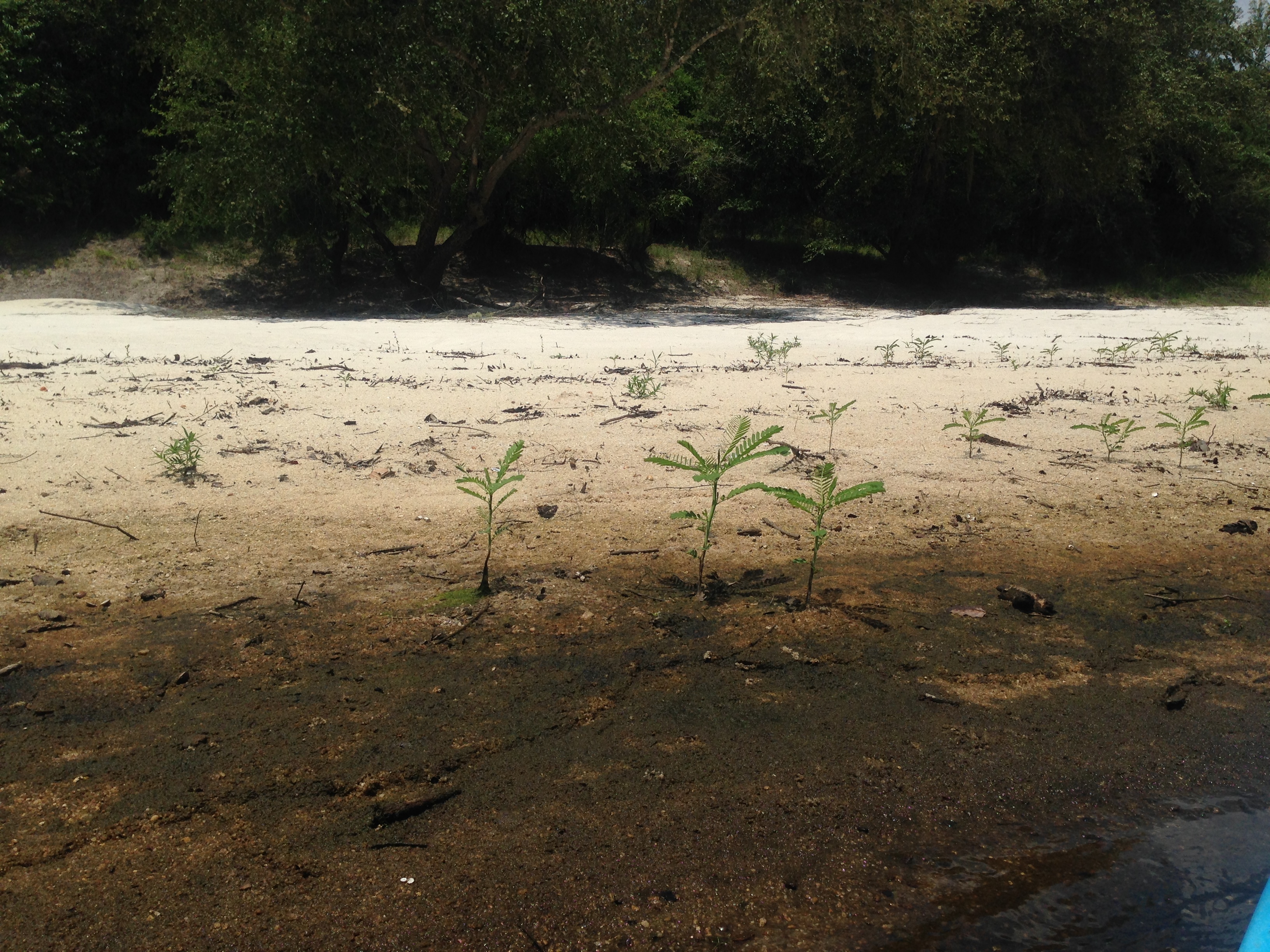 Weeds on sand bank, --GQ C2 14:18:40, 30.9752472, -83.0337528