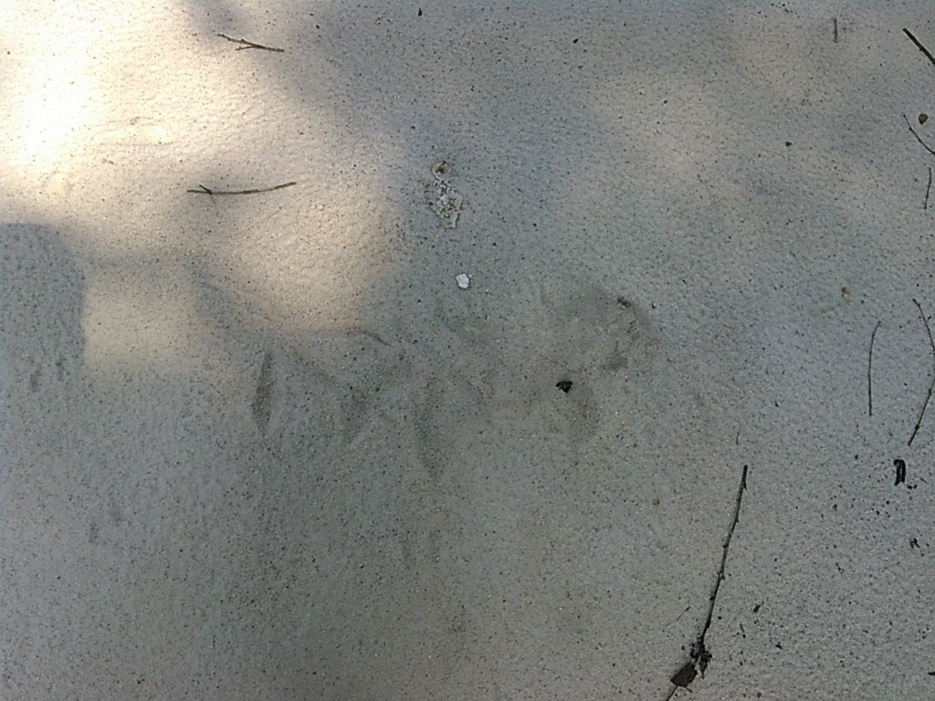 Bird Tracks, --jsq 10:53:50, 31.0171413, -83.0324783