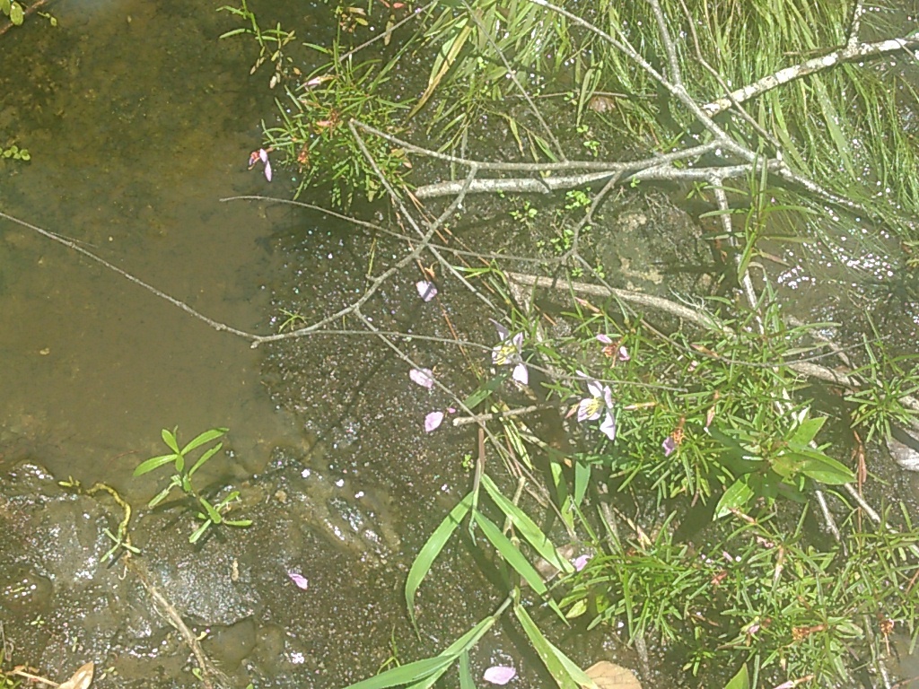 Flowers in the water at The Rocks, --jsq 13:59:12, 30.9822884, -83.0298233