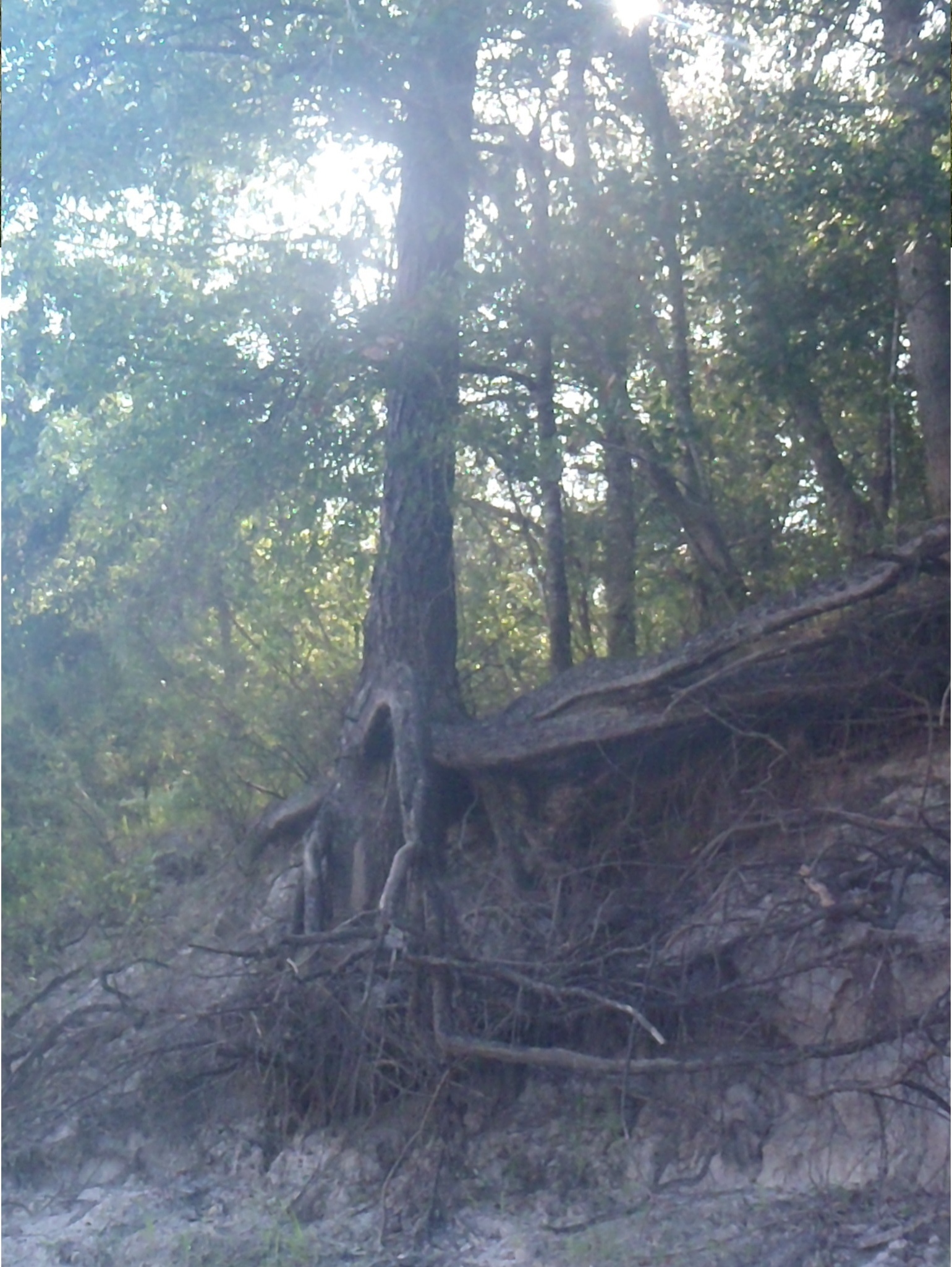 Portrait tree with exposed roots --GQ C1, 08:46:17