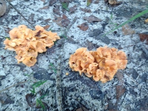 [Phaeotremella foliacea in the woods above Lakeland Boat Ramp, --GQ C2 08:34:13, 31.0449833, -83.0449833]