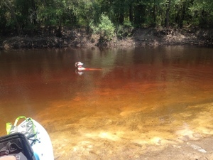 [Swimmer at lunch beach, --GQ C2 12:38:16, 31.0175139, -83.0577389]