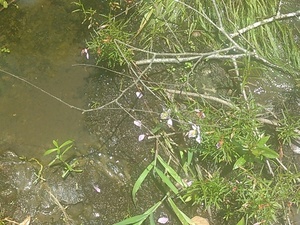 [Flowers in the water at The Rocks, --jsq 13:59:12, 30.9822884, -83.0298233]