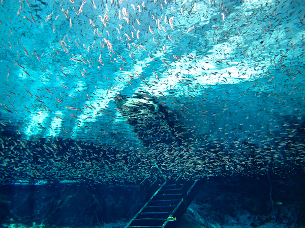 [Gozillions of Redeye Chubs! Photo by diver/photographer Danielle Shmalberg from Orlando.]