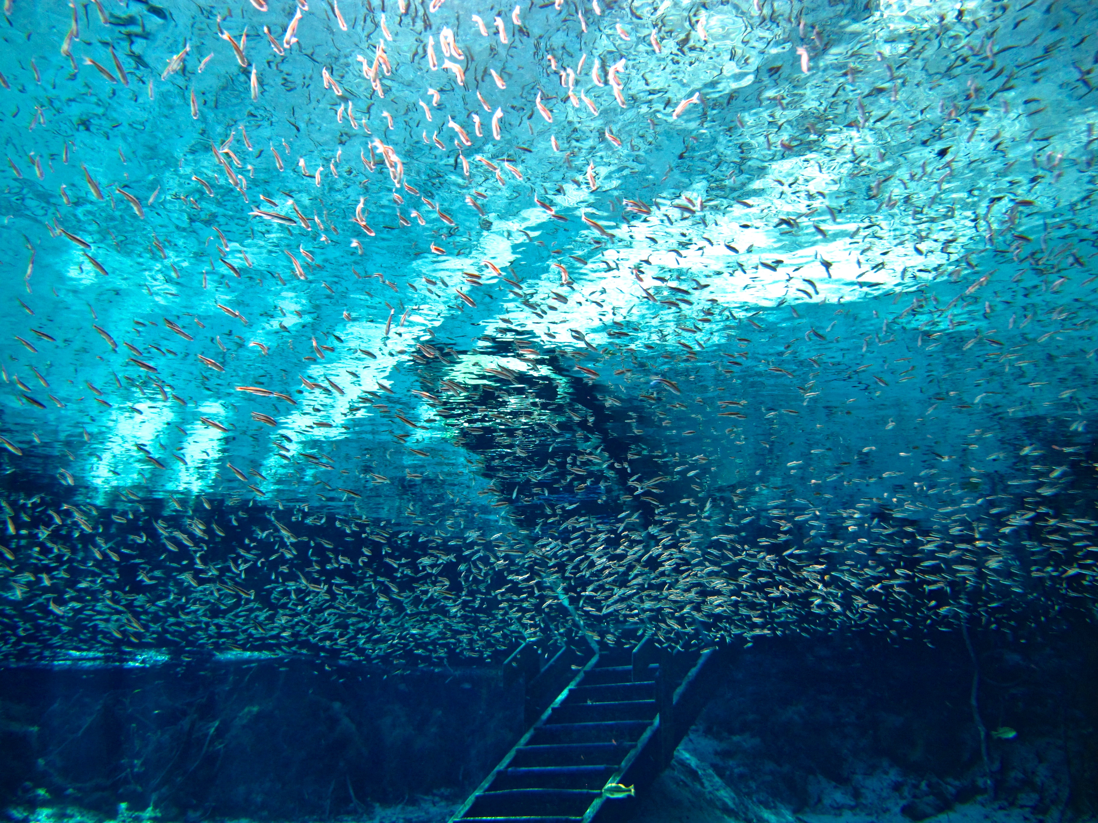 Gozillions of Redeye Chubs! Photo by diver/photographer Danielle Shmalberg from Orlando.