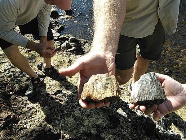 [Fossils for lunch 30.5626812, -83.2563248]