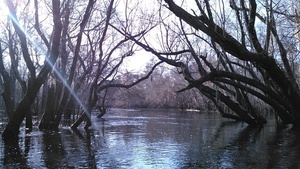 [Smooth under the oak arches]