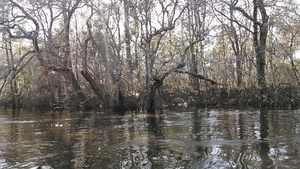 [Oak with tape marker, about 500 feet n. of Mud Creek 31.1674213, -83.0402069]