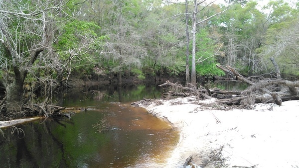 Log jam above boat ramp 30.8876972, -83.3238907