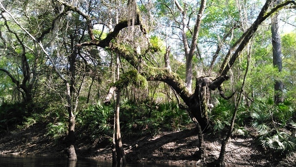 Ferns above, palmettos below 30.9274635, -83.2946854