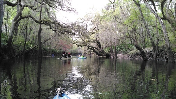 Trees trying to touch across the river