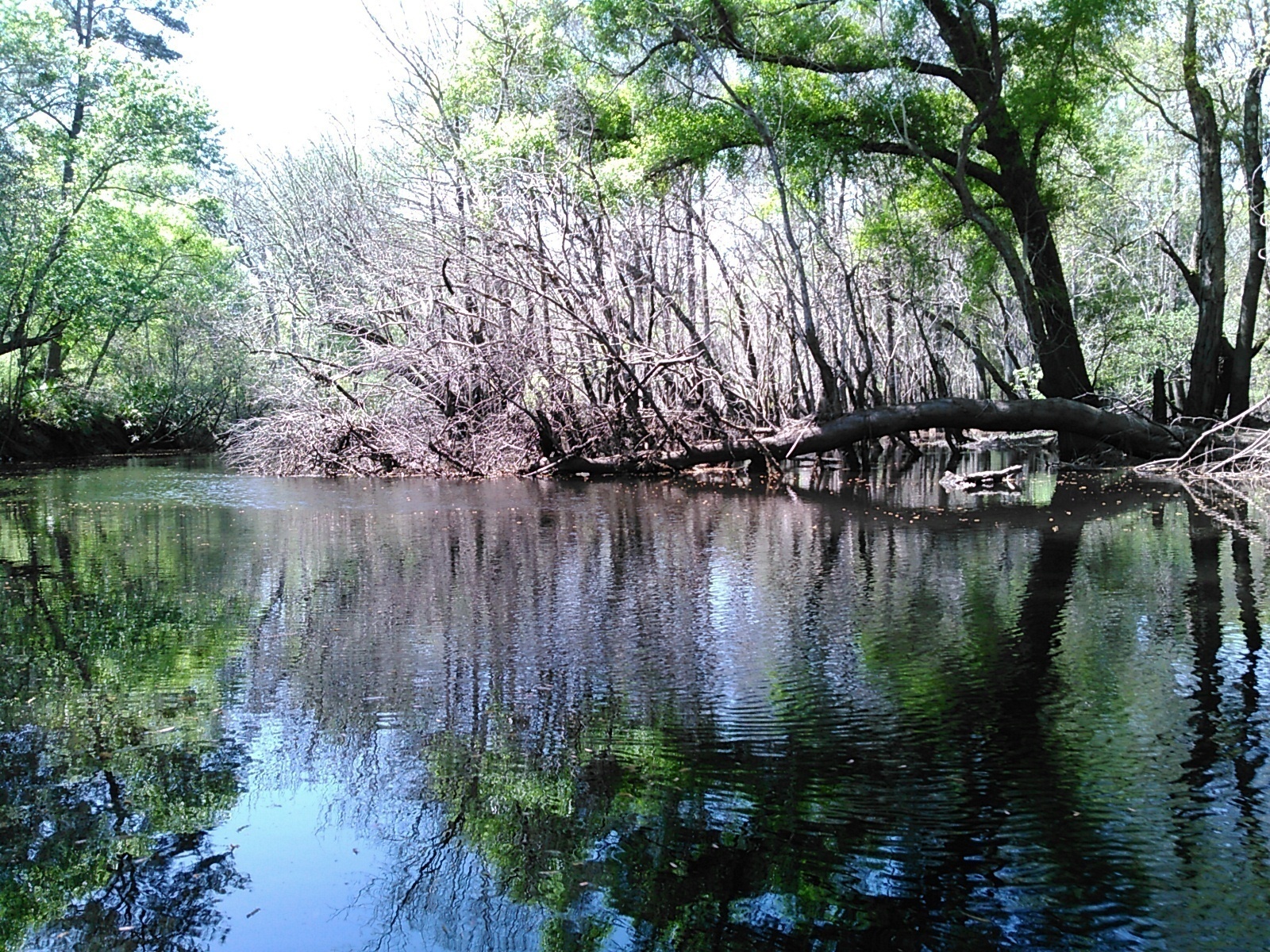 This was a big obstacle when water was lower, 30.8896923, -83.3218612