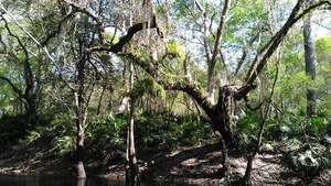 [Ferns above, palmettos below 30.9274635, -83.2946854]