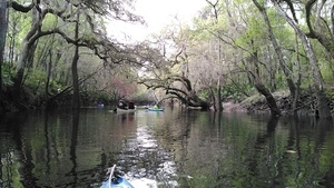 [Trees trying to touch across the river]