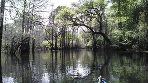 [Gretchen paddling by 30.9049759, -83.3110275]