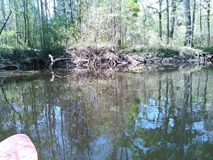 [Tangled roots; somewhere around here is Cherry Creek but nobody spotted it]