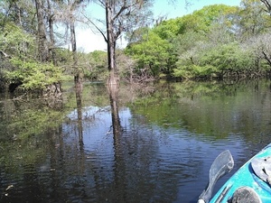 [Slough glassy with pollen 30.9025326, -83.3117828]