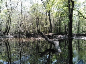 [Looks like you could paddle quite a ways up Stillhouse Branch]