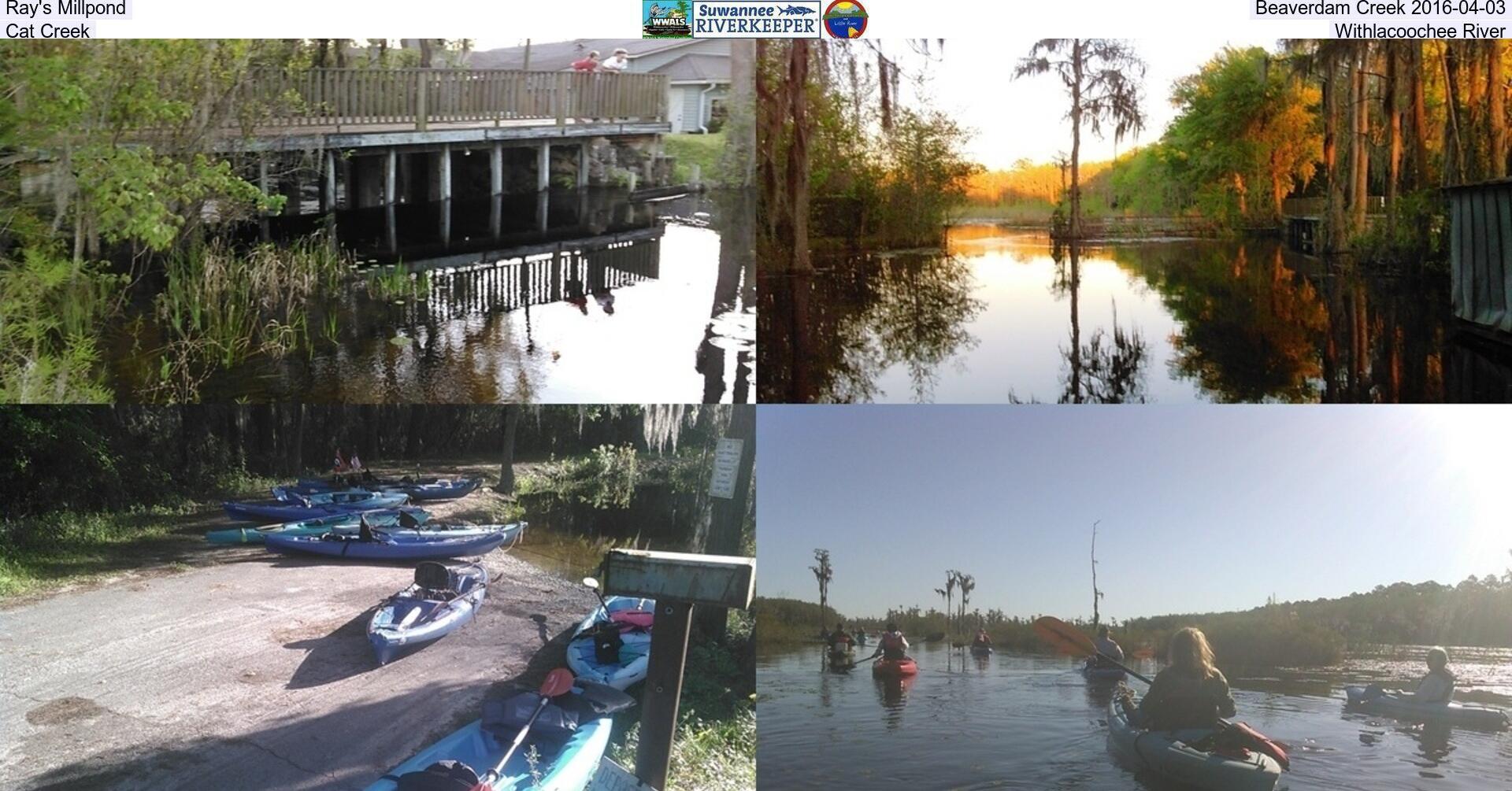 Ray's Millpond, Beaverdam Creek 2016-04-03, Cat Creek, Withlacoochee River