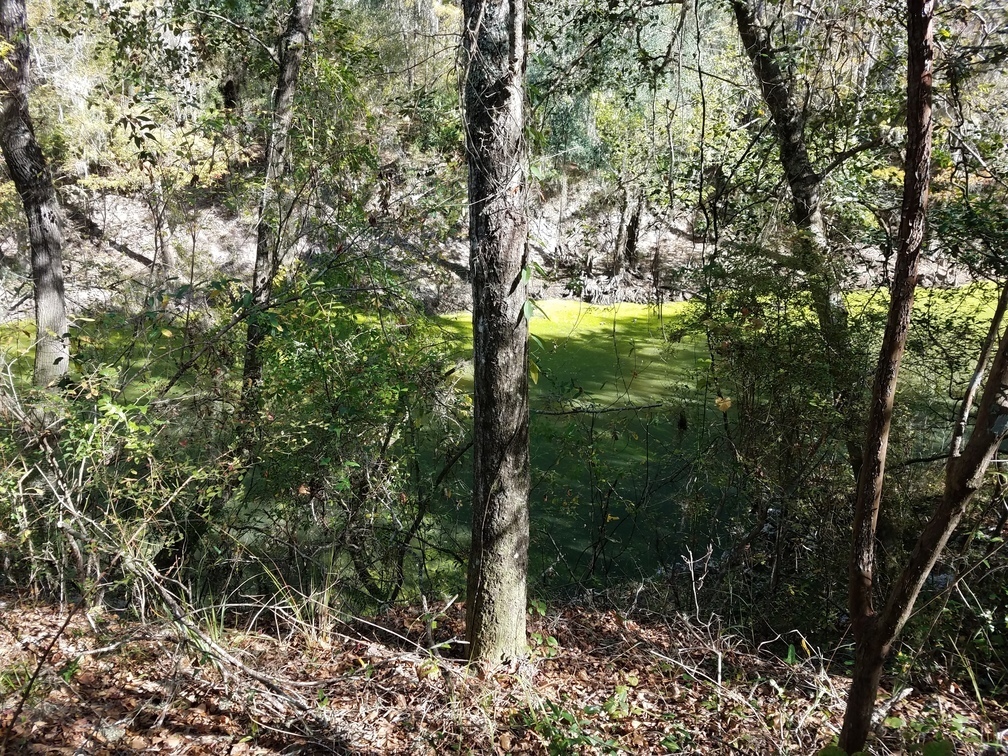 Green Alapaha River; nitrogen? 30.5821472, -83.0417484